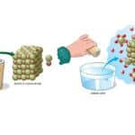 Hydrolyse-Reaktion
