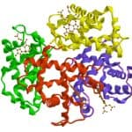 Bioanorganische Chemie